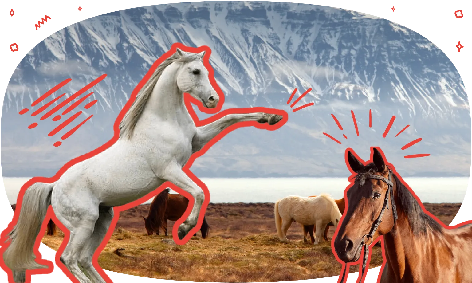 21 Horse Trivia Questions For The True Hippophile